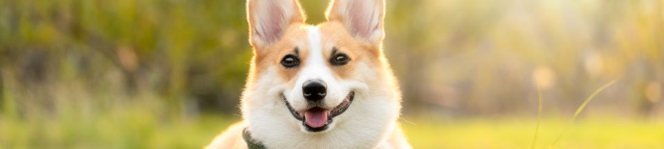 Одежда для животных: мода или необходимость